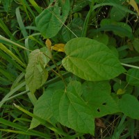 Croton caudatus Geiseler